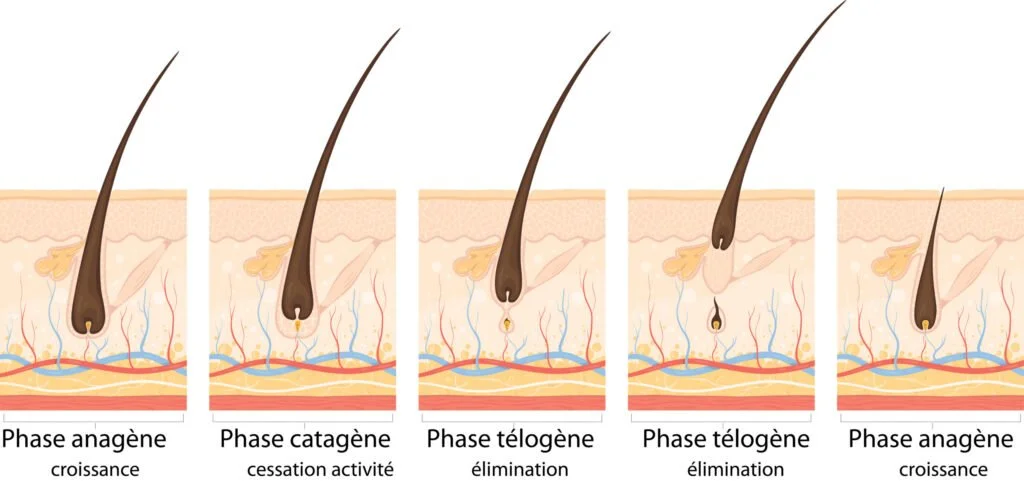 cycle vie des cheveux