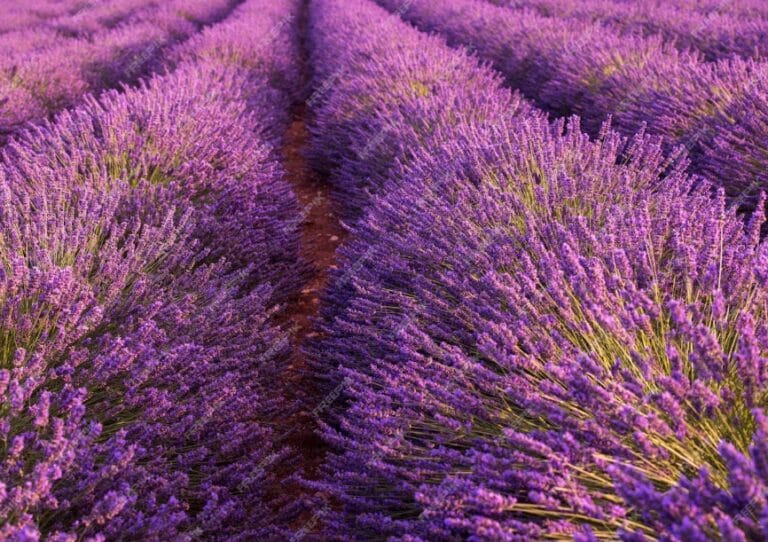 Champs de plantes et de fleurs