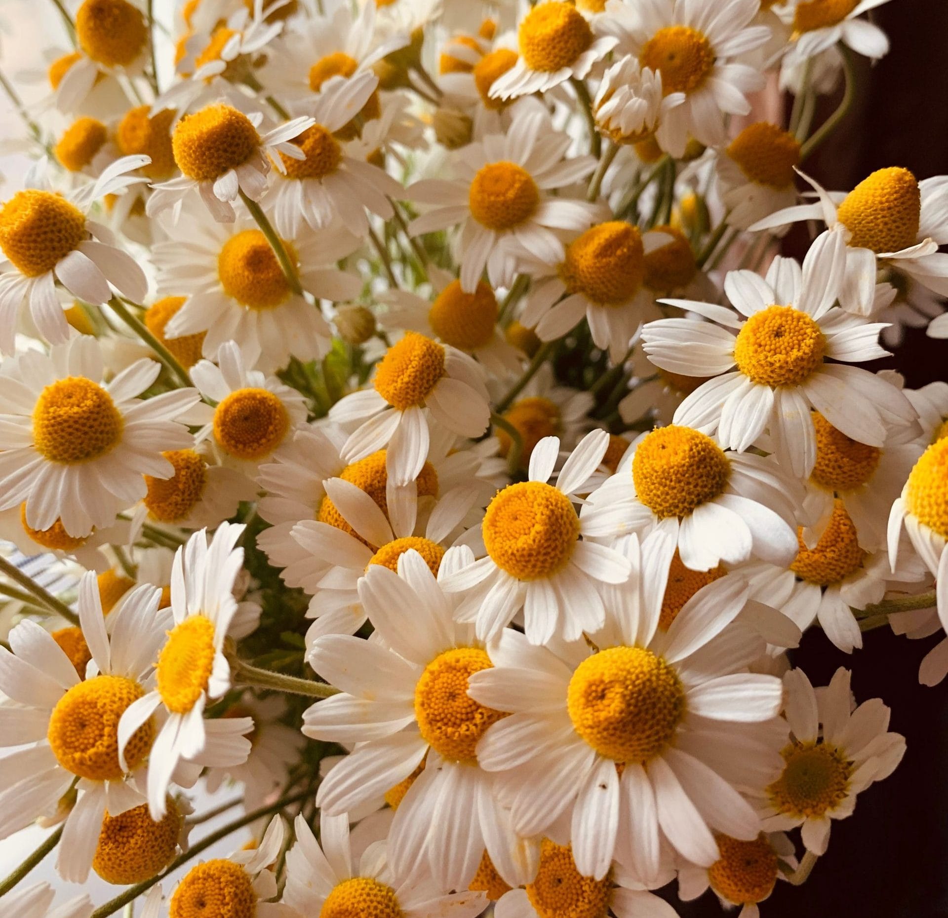 fleurs de camomille qui produit le bisabolol