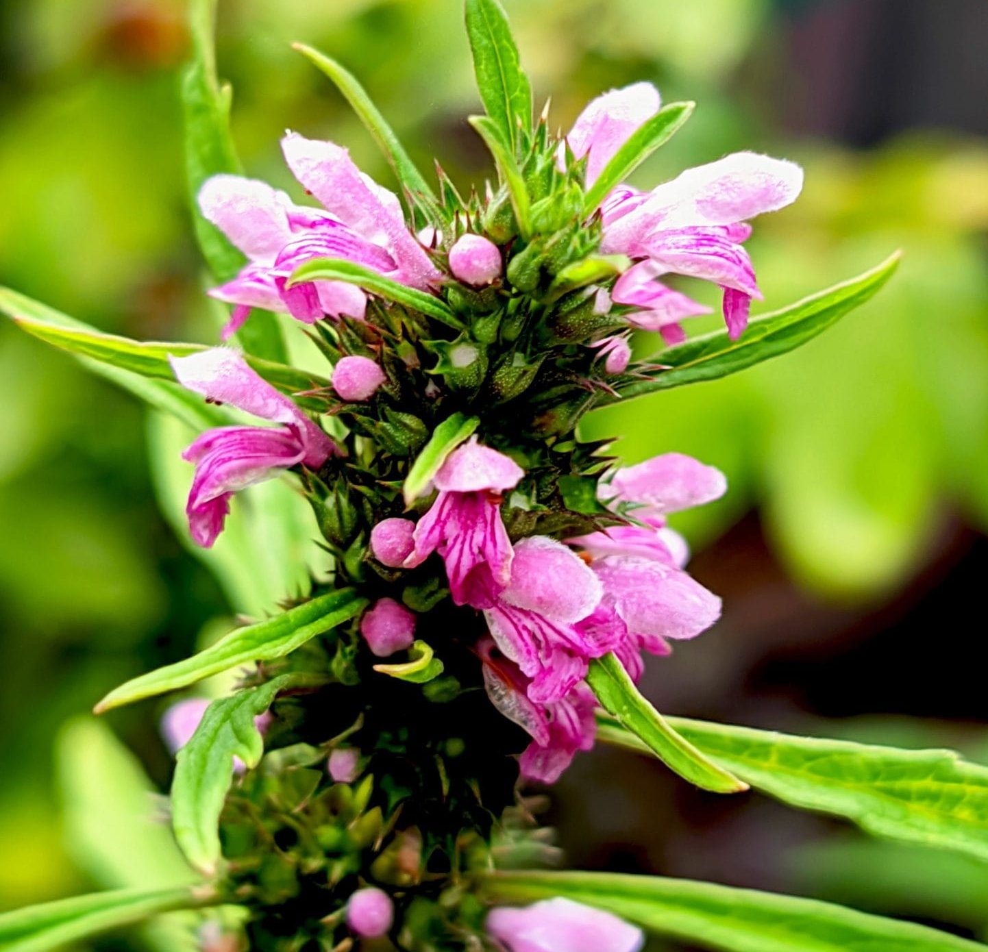 zoom sur la plante Psoralea corylifolia - bakuchiol